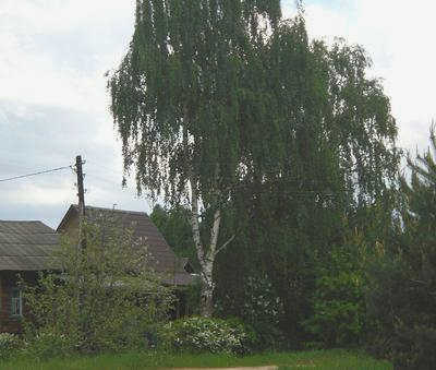 Березы в саду