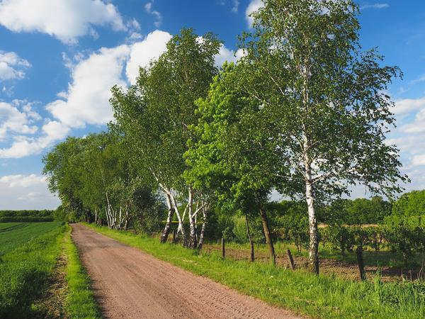 Береза - неотъемлемая часть наших ландшафтов и нашей истории.