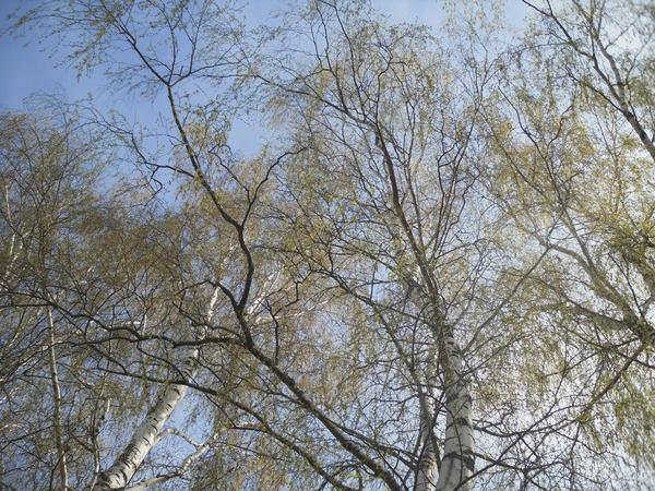 Деревья когда-нибудь вырастут. Стоит подумать о том, что и как это повлияет на нас.