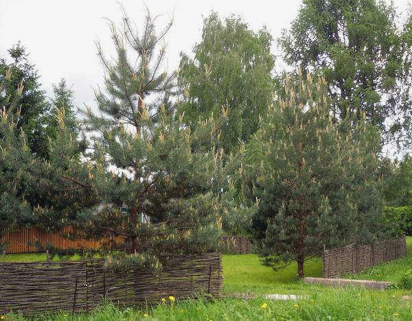 Если вы любите сажать деревья и местность позволяет, то почему бы и нет. 