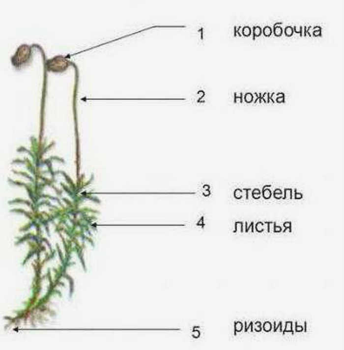 мох