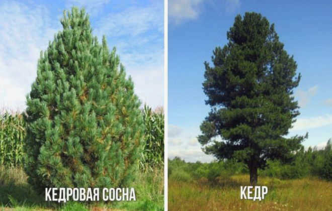 В чем разница между кедром и кедровой сосной?