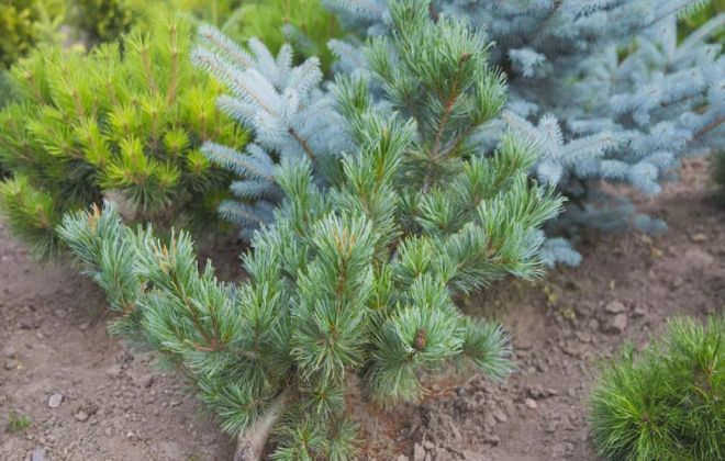Виды кедровой сосны Сосна Glauca compacta