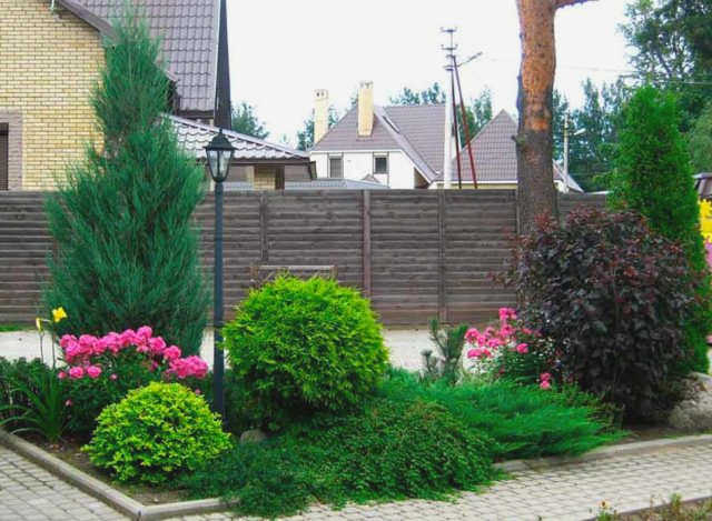 Хвойные растения и кустарники в смешанных садах: готовые схемы + яркие идеи с фото