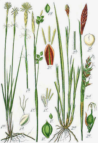 Carex spp Sturm43.jpg