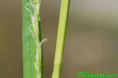 Carex pilosa
