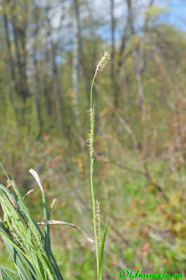 Carex pilosa