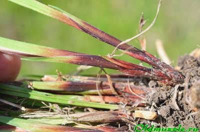 Carex pilosa