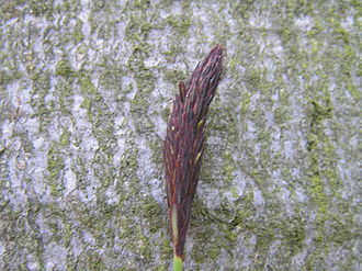 Carex pilosa4.jpg