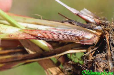Carex pilosa