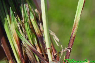 Carex pilosa