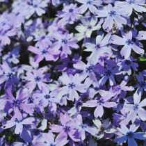 Phlox nivalis, голубой
