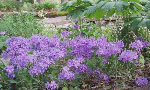 Флокс диффузный (Phlox divaricata)