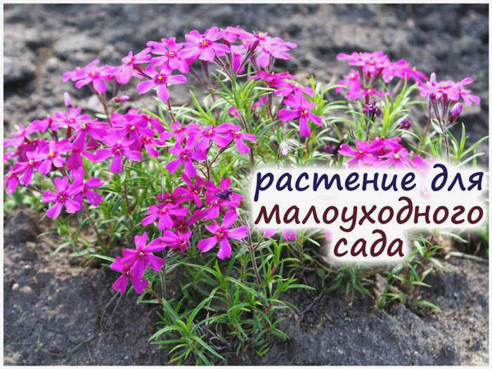 Флокс нивалис