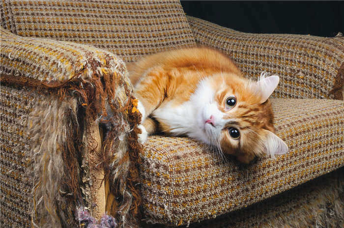 Кошки, царапающие обои 