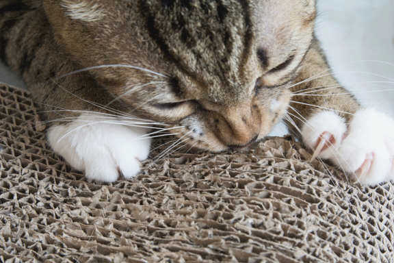 Кошка точит когти