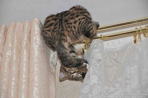 Кошка сидит на шторе