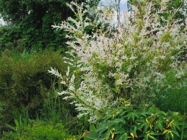Ива однолистная Хакуро Нишики (Salix integra 