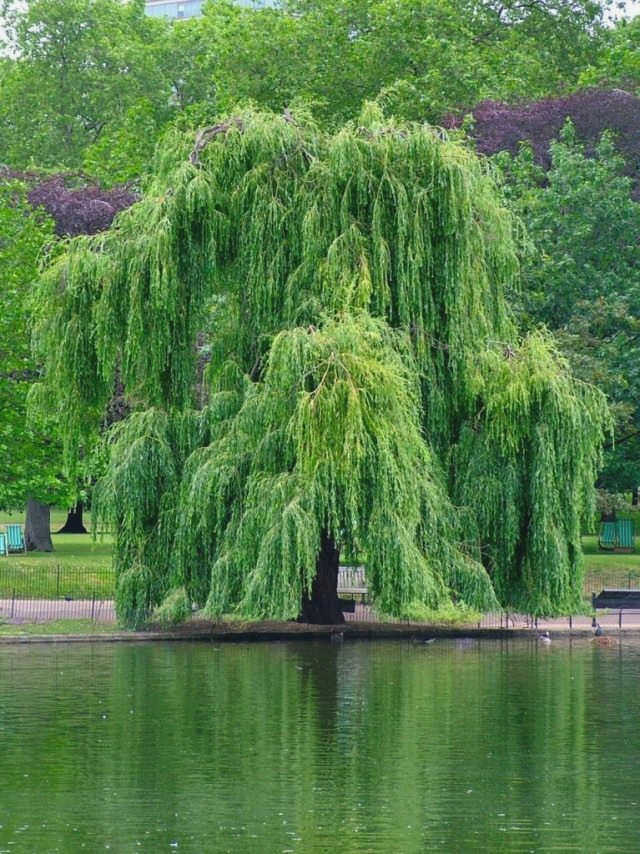 Плакучая форма Salix × sepulcralis