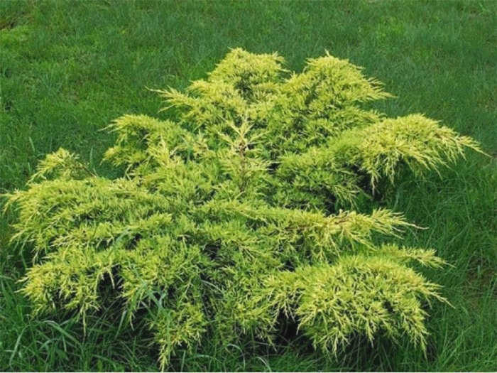 можжевельник метотский