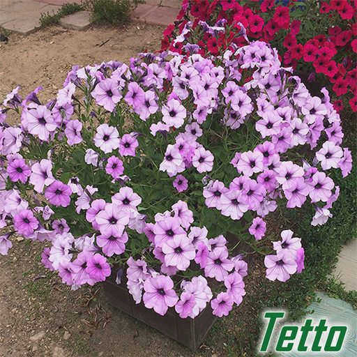 Сделать тротуар по цене дачи