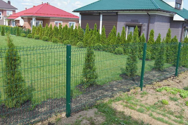 туи вдоль забора