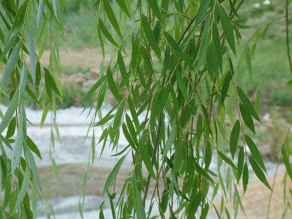 Вавилонская ива или плакучая ива (Salix babylonica). Фото с сайта tvemhaber.com
