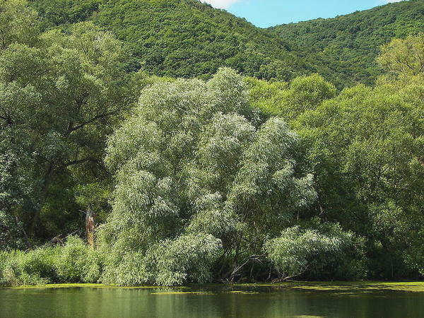 Белая ива (Salix alba). Фото: Ива, ru.wikipedia.org