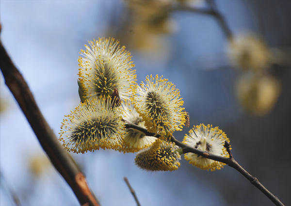 Ива иволистная (Salix caprea). Фото: Марина Скотникова, plantarium.ru