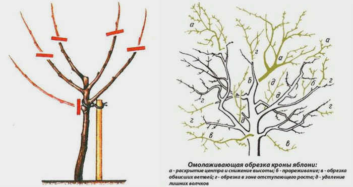 формирующая и омолаживающая обрезка