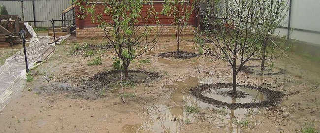 Влаголюбивые деревья для дренажа участка