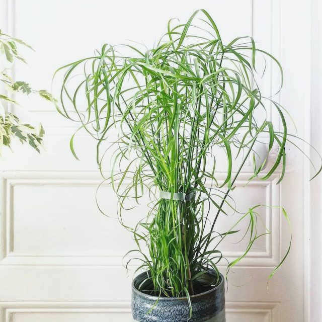 Cyperus