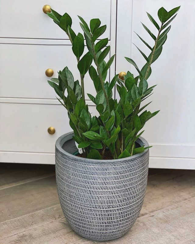 Zamioculcas zamiifolia
