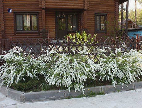 Многолетние декоративные кустарники для сада
