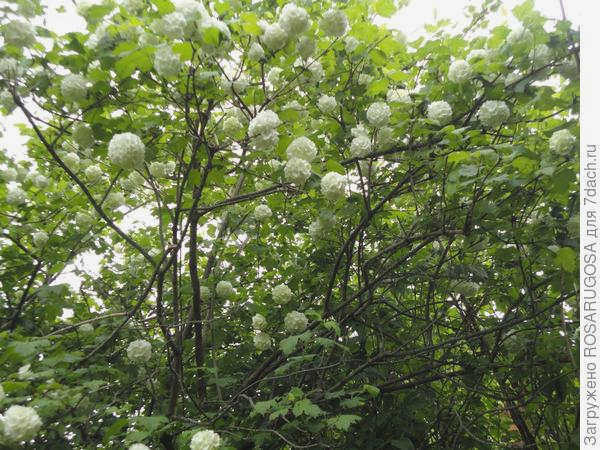 Этот кустарник требует санитарной и формирующей обрезки. Фото автора