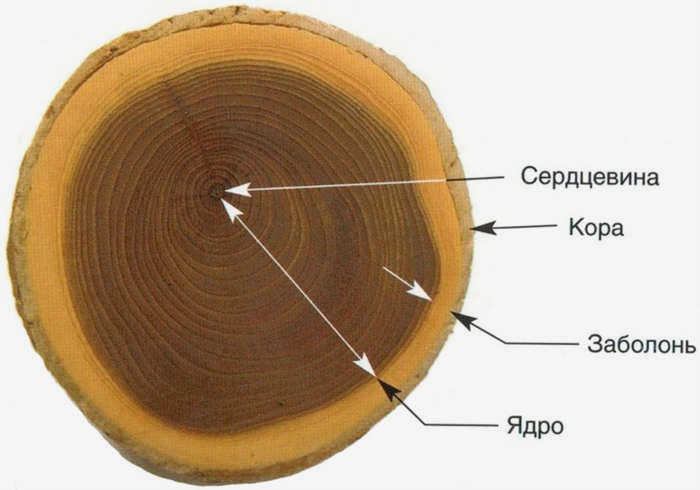 Сердечная и заболонная древесина