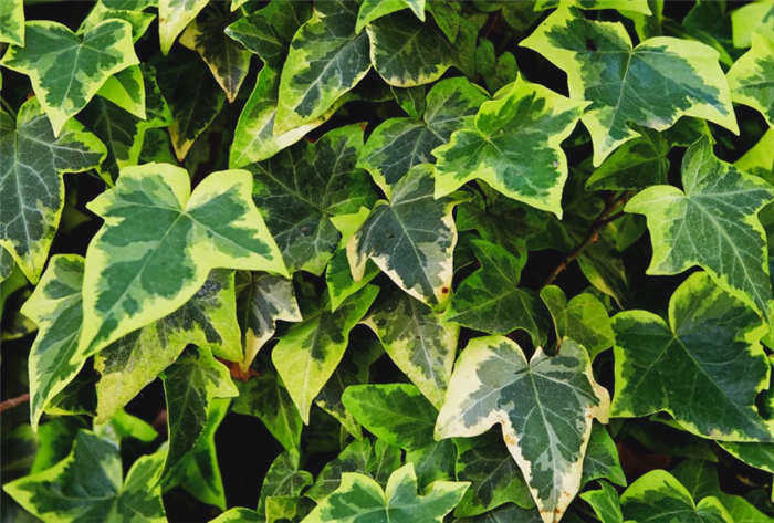 Hedera