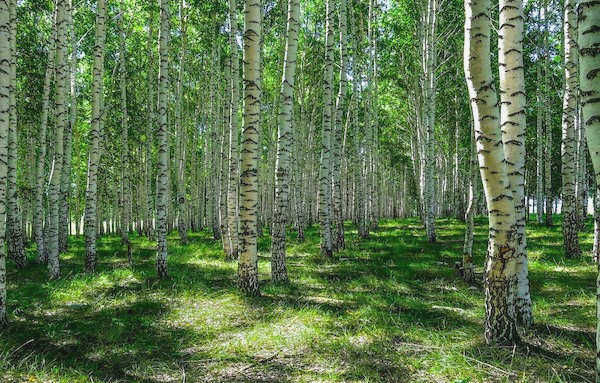 Группа берез перед домом.