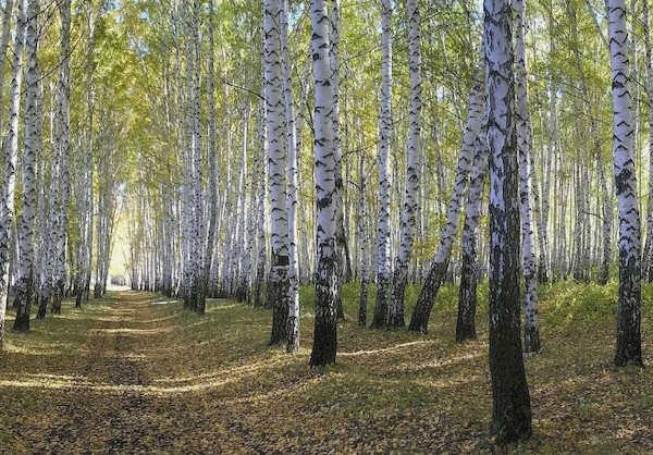 Березовый лес