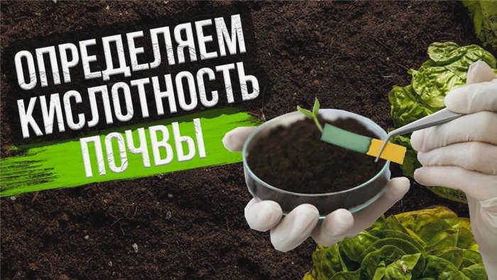 Луковые кисти Veronicum verticillatum