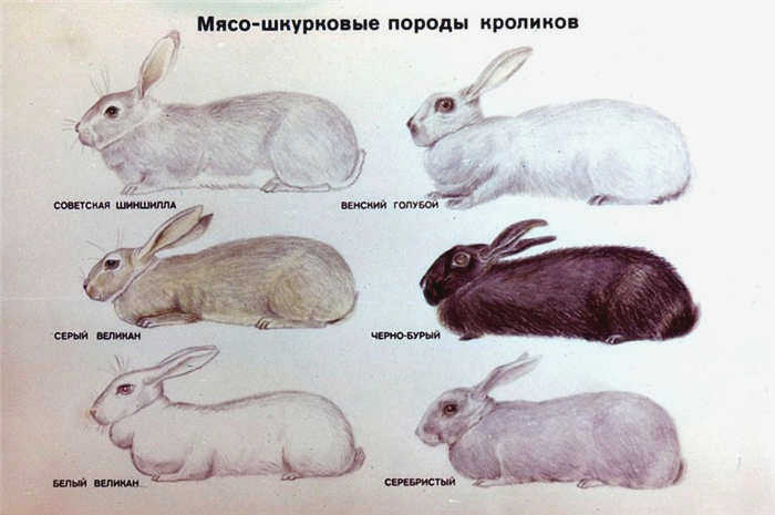 Кролики мясных и племенных пород