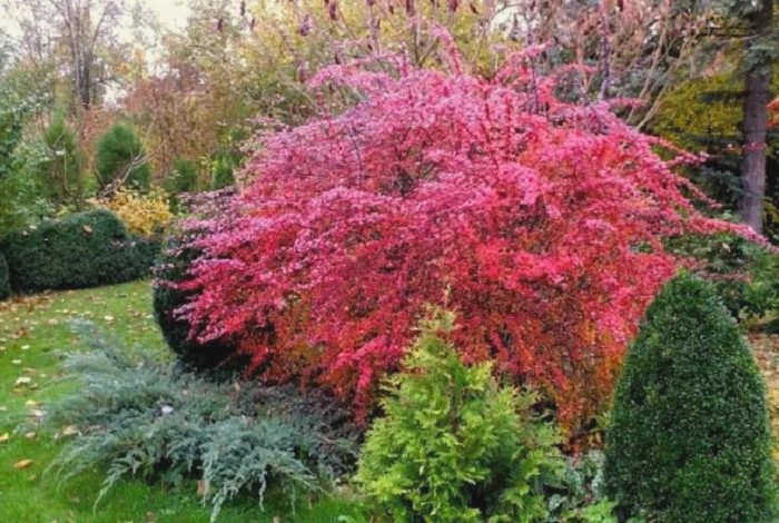 Berberis tunbergii Red Rocket 