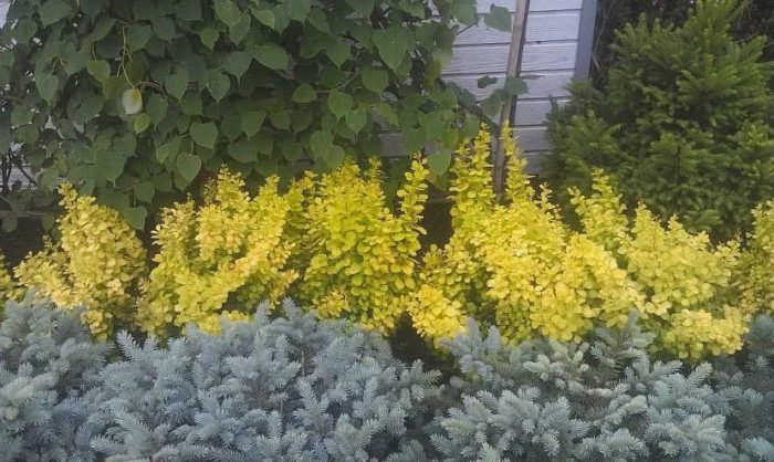 жёлтые цветы