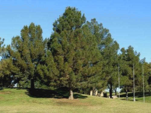 Кедровая сосна европейская pinus cembra. Кедровая сосна: описание, посадка и сравнение с кедром 02
