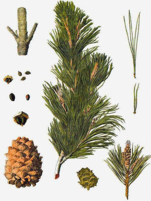 Сосна каменная европейская (Pinus cembra). Сосна каменная европейская, кедр европейский (Pinus cembra).