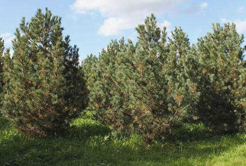 Сосна каменная европейская, кедр европейский (Pinus cembra). Европейский кедр