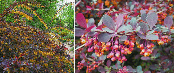 Berberis tunbergii Red Rocket 