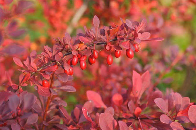Berberis tundra Atropurpurea Nana