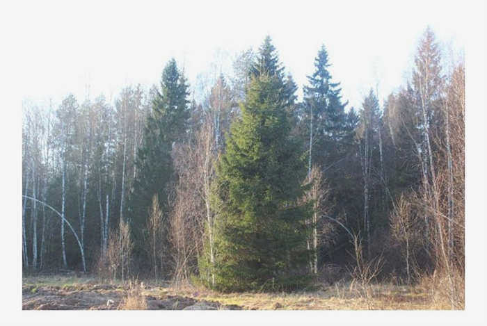Новорижский Эдем