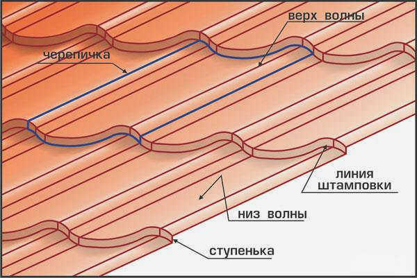 Разнообразие цветов
